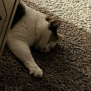 Meet your Posher, Lana